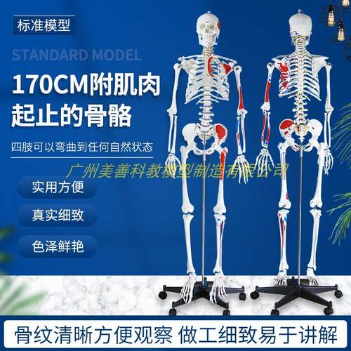 彩色170cm人k体骨骼半边肌肉着色模型骨架仿真教学脊椎骷髅标本
