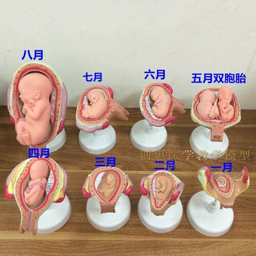 妊娠发育过程模型胚胎计划生A育模型计生展示模型胎儿模型子宫