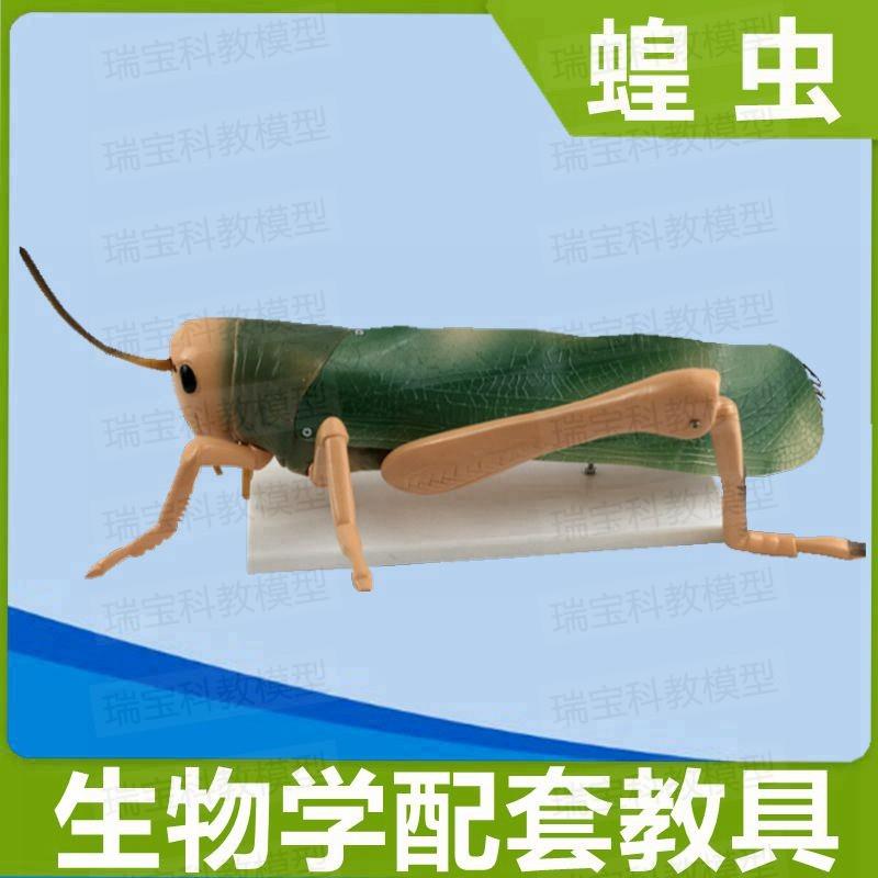 仿真蝗虫模型蚂蚱塑胶儿童玩具昆虫静态场景摆件装饰生Z物教学器