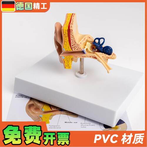 德国】耳朵结构模型耳解剖u模型外中内耳部听觉系统耳朵构造教学