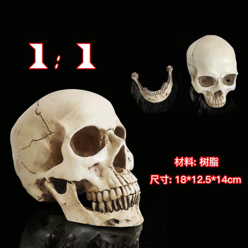 骷髅头绘a画人头骨艺用人体骨骼解剖头颅骨模型美术医学用头骨素