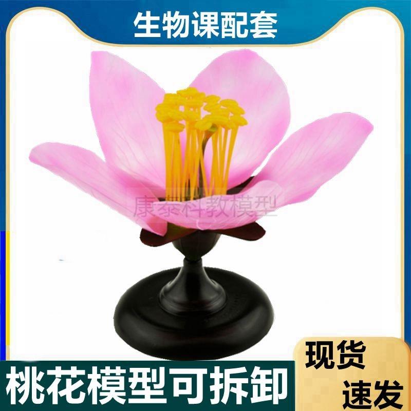 桃花结构模e型可拆卸中学生物课使用科学双子叶植物的花被子植物