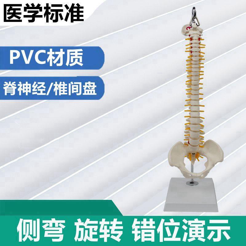 中型人体脊柱模型侧弯旋转瑜v伽健身馆摆设中医经络颈椎骨盆康复