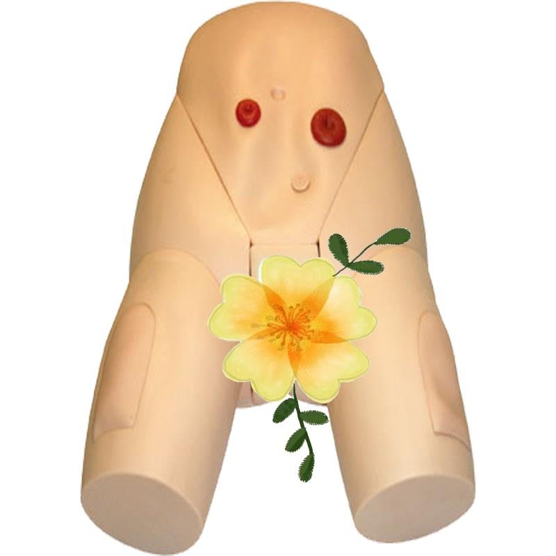 高级女性导尿模型JY/H17F.佳悦科教通