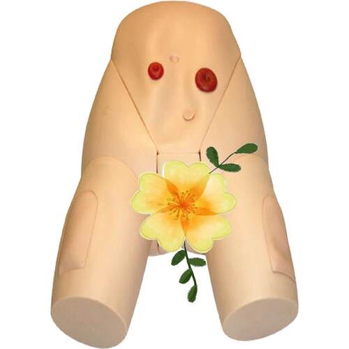 高级女性导尿模型JY/H17F.佳悦科教通