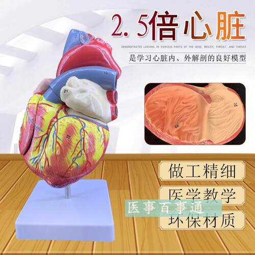 1:1人体心脏模型B超彩超声医学心内科心脏解剖教学V模型自然大心