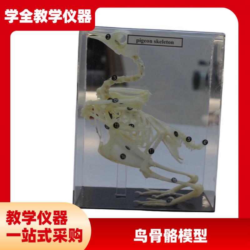 中英文版鸽骨f骼结构鸟兽骨骼结构模型教学教具厂家中学教学仪器