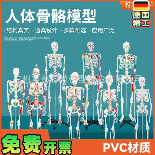 人体骨骼模型全身k骨架成人小骷髅教学脊柱模型仿真小白骷髅标本