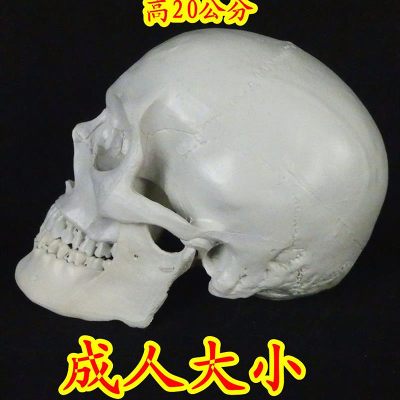 高仿真1:1人类头骨模型、仿y真拍摄道具面具头骨模型、树脂骷髅头