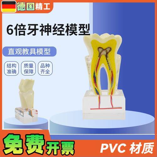 德国】PNT-OR12口腔教学模型B牙科6倍牙神经模型牙齿构造展示放大