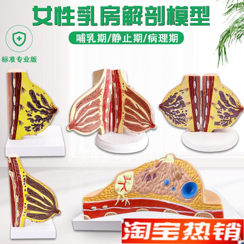 医用女性静止期乳房模型乳房结构解剖模I型丰胸美容妇科用人体模