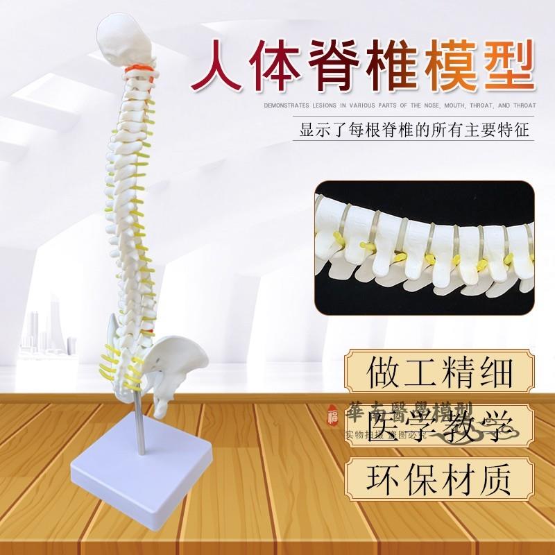 人体脊柱模型45CM医学t正骨练习骨骼模型颈椎腰椎脊椎骨架模型包