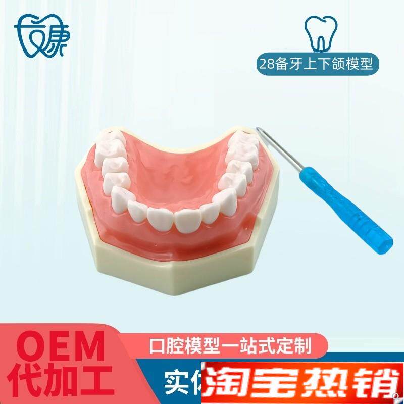 备牙模型开髓牙j仿真种植牙科牙粒口腔离体牙树脂牙考试专用牙包