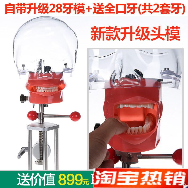 牙科材料口腔备牙模型器s械工具离体牙备牙种植树脂牙简易仿真头