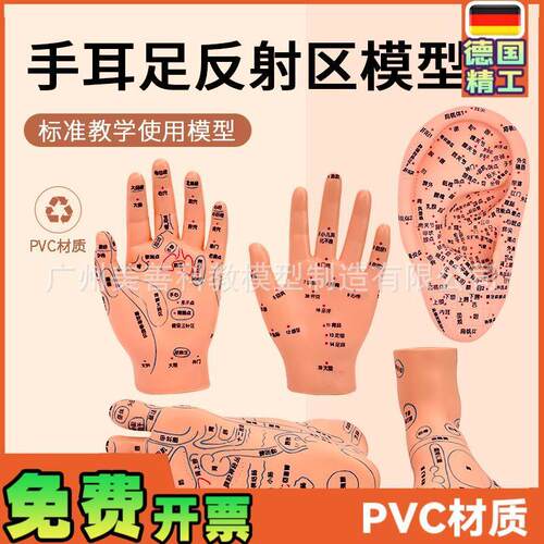 针灸足底脚模反h射眼睛图脚穴位模型足部底耳模耳朵手经络手部推