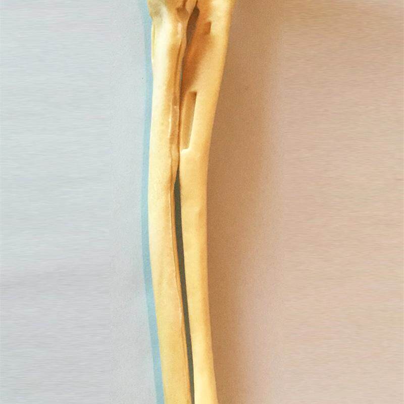 手术练习仿真骨狗尺骨桡骨骨科狗骨架动物骨骼犬科宠.物厂家直销