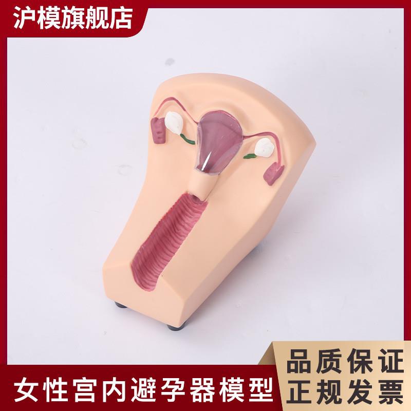 沪模女性避孕练习i模型子宫宫内避孕器及训练教具计划生育教育模