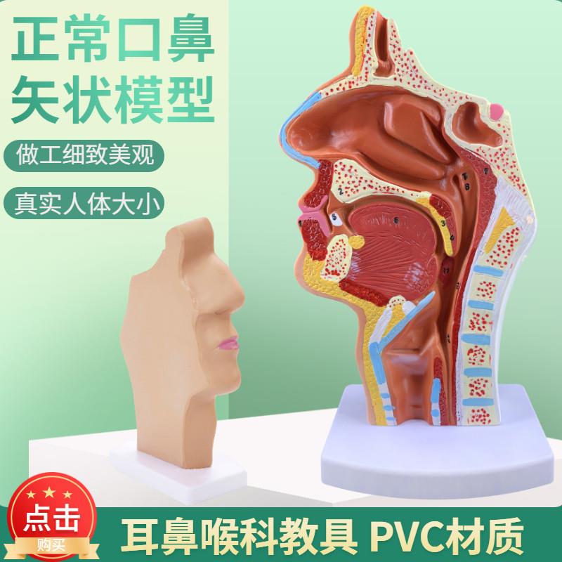 头部解剖模型口鼻咽喉内侧面血管神经模型人体鼻腔X口腔咽喉解剖