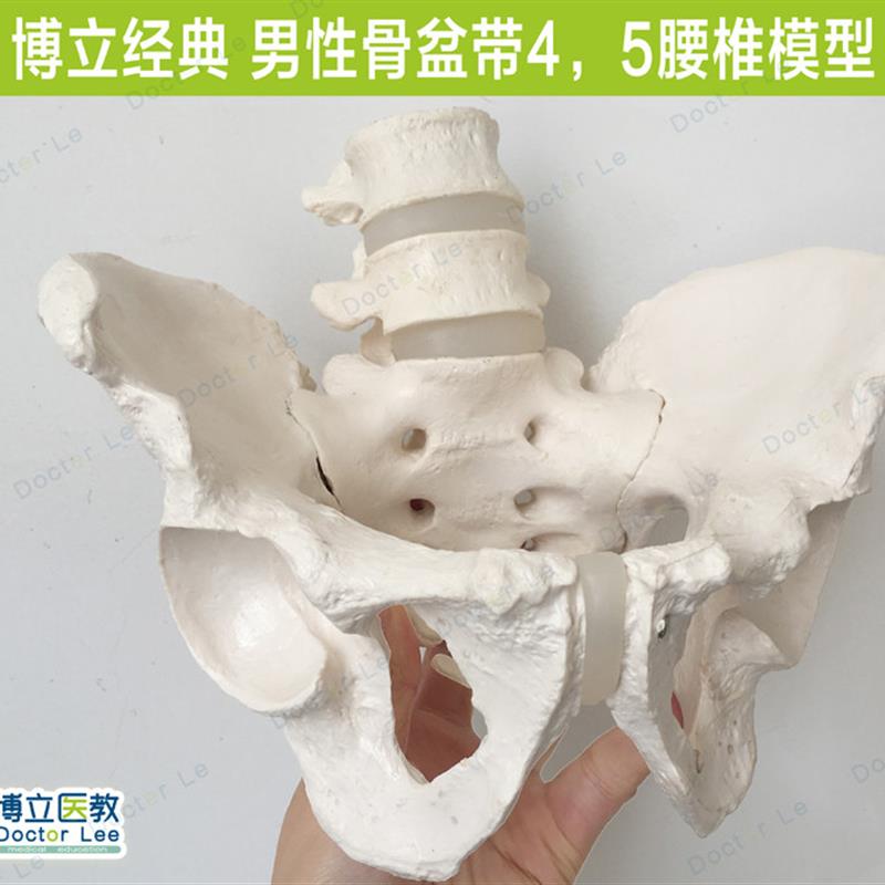 人体男性骨盆带j两节腰椎盆腔骨带4/5腰椎髋骨骶骨可拆卸腰椎