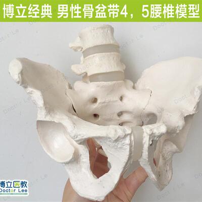 人体男性骨盆带j两节腰椎盆腔骨带4/5腰椎髋骨骶骨可拆卸腰椎