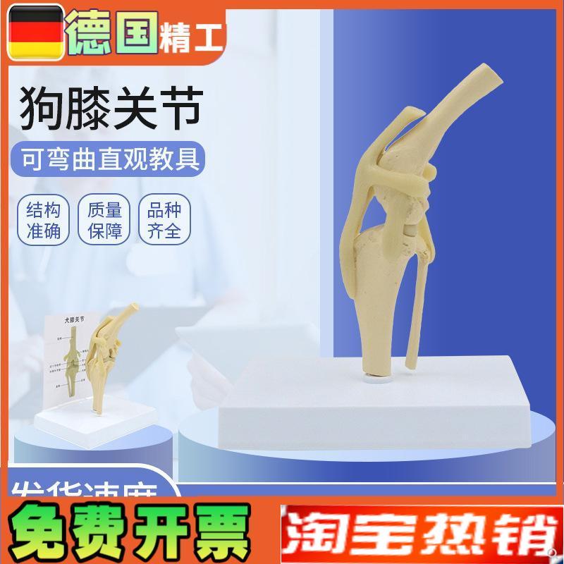 狗膝关节模型犬骨头动物骨骼标本骨质疏K松宠物医院兽医教学教具