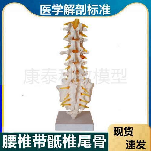 大促销自然大f脊柱模型可拆卸可拼装颈椎血管腰椎间盘脊椎骨尾骨