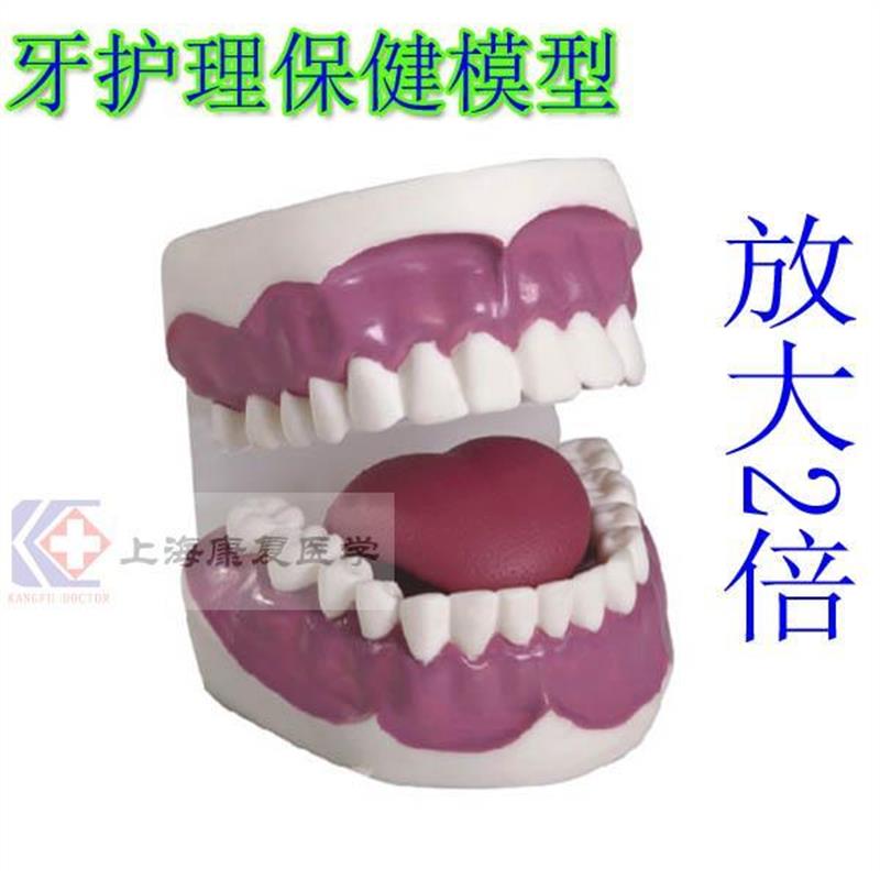 口腔护理模型刷牙示教模型牙护理保健模T型(放大2倍)