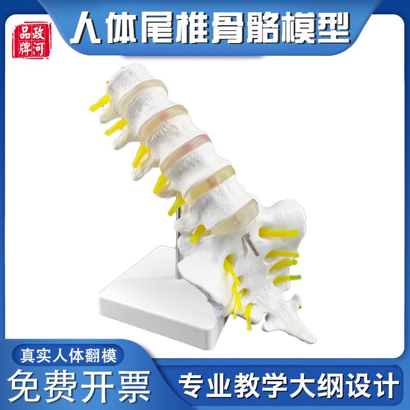 自然大五节e腰椎带尾椎模型成人腰椎带尾骨脊椎神经腰椎间盘演示
