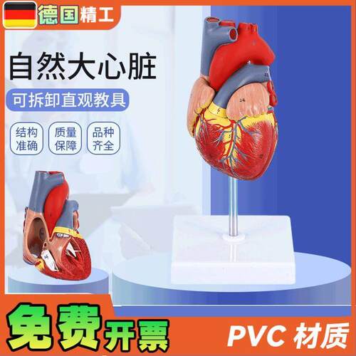 德国】1比1人体自然大心脏解剖模型B超K彩超心内科器官教学数字标