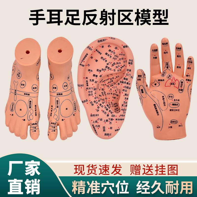 手足耳针灸艾灸穴位足模脚u部按摩反射区手穴位模特经络通足疗模