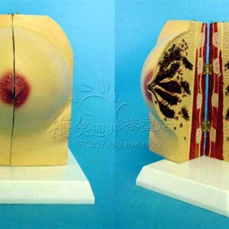未孕女性乳房i解剖模型乳房模具医学教学讲解展示