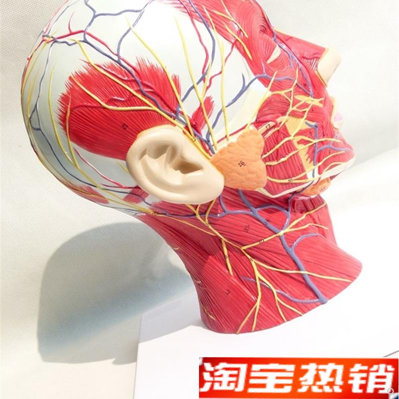 头面部附脑血管神经模型颈部解剖学神经血O管肌肉结构精品模型