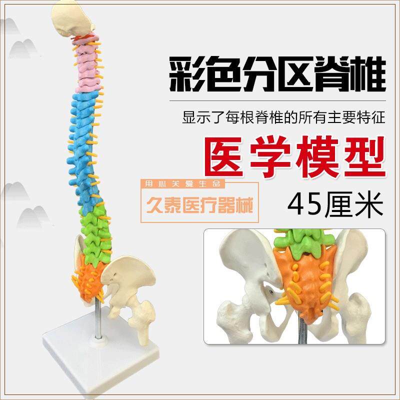 推拿美容腰椎骨科医用康复训练颈椎模型L人体脊柱模型盆骨模具
