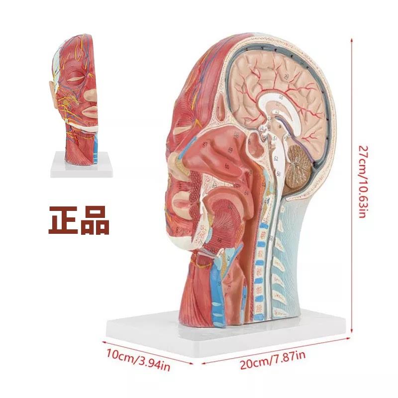头部解剖模型医学m头部正中矢状切面附血管神经模型面部模型