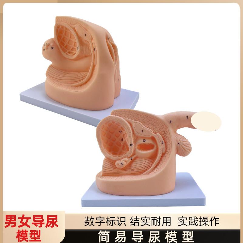 女性内外生殖器解剖模型及导尿模具医H学用人体导尿插管模型教具