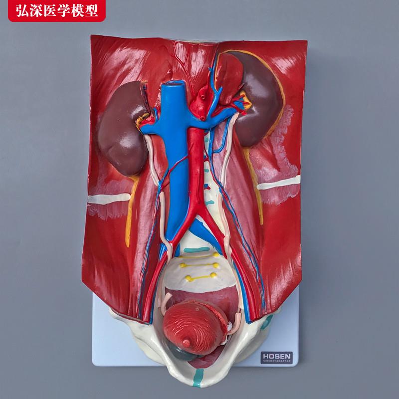 人体泌尿系统模型肾脏p器官结构解剖膀胱输尿管血管教学医学模具