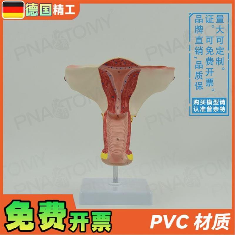 德国】女性人体子宫卵q巢模型妇产科妇科产后修复教学计生演示教