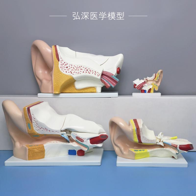 人耳放大模型人体耳朵五官结构y耳道采耳儿童教学医学器官模具玩