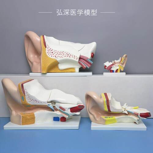 人耳放大模型人体耳朵五官结构y耳道采耳儿童教学医学器官模具玩