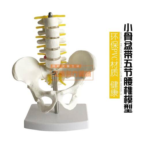 正品小型骨盆带五节腰椎模型脊柱I模型骨科模型人体骨骼