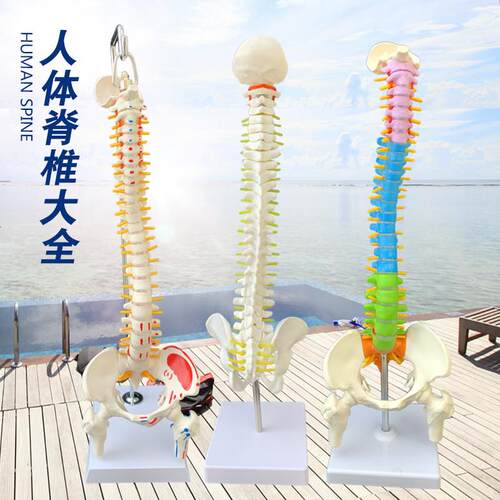 人体脊柱a模型1:1成人医学正骨练习脊椎模型颈椎腰椎脊椎模型骨架
