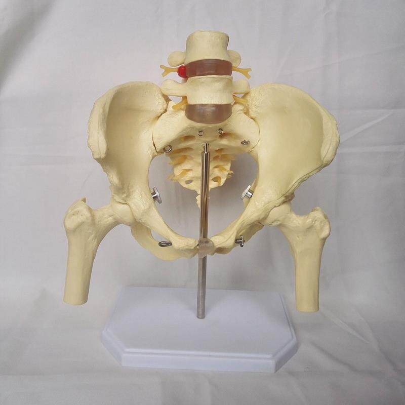 包邮成人1:1盆骨二节脊椎模型E人体骨骼骨架模型教学医用模型