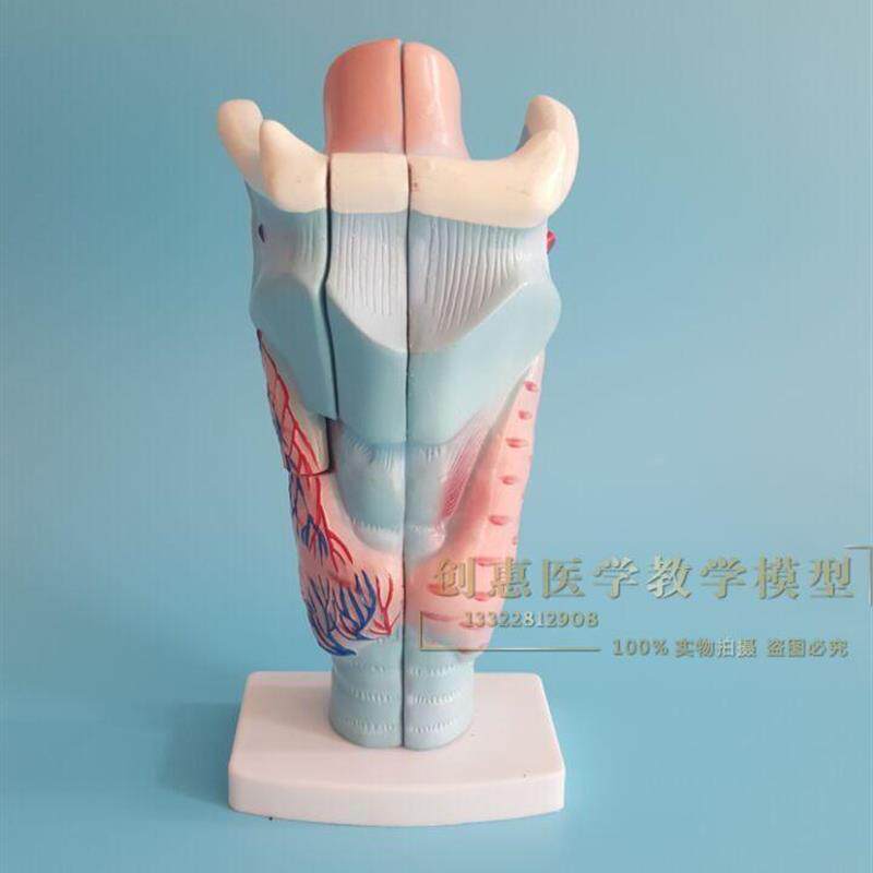 喉解剖模型喉头喉部发音结构功能放大耳鼻喉科S教学模型医学包邮