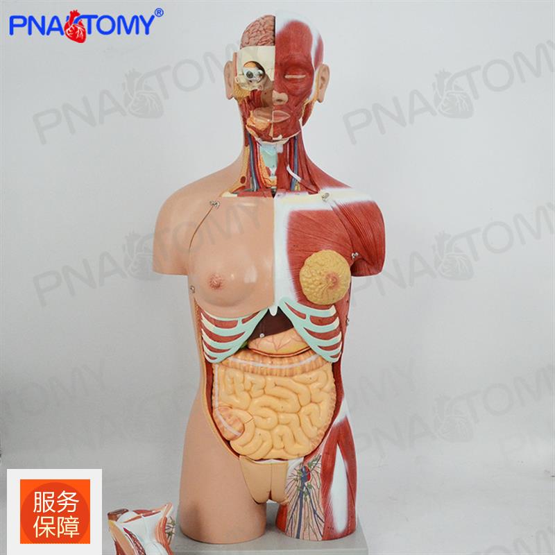 85CM人体脏腑器官医学解剖系统躯干胸外科解剖结构中小学生物模型