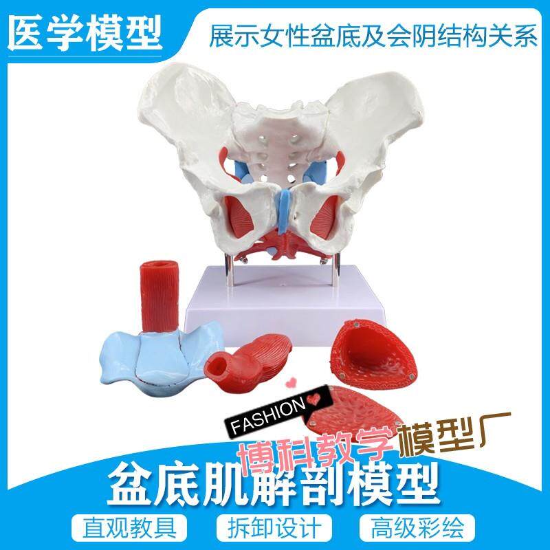 女性骨盆a模型及盆底肌模型子宫模型盆骨分娩助产教学模型包邮