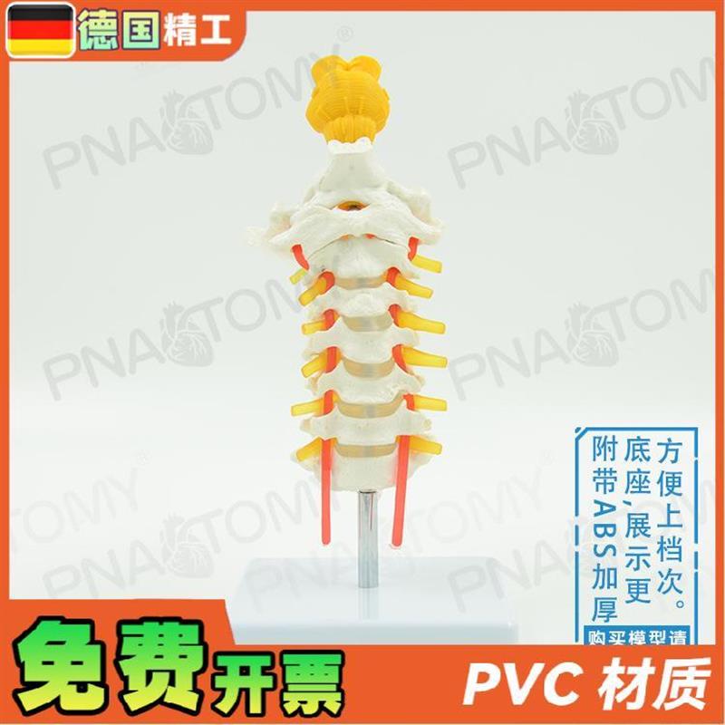 德国人体颈椎颈动脉枕骨椎间盘脑干骨骼模型V教学骨科疼痛科