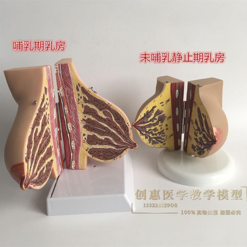 女性已孕哺乳期j乳房解剖模型,孕妇乳房解剖模型催乳师培训模型