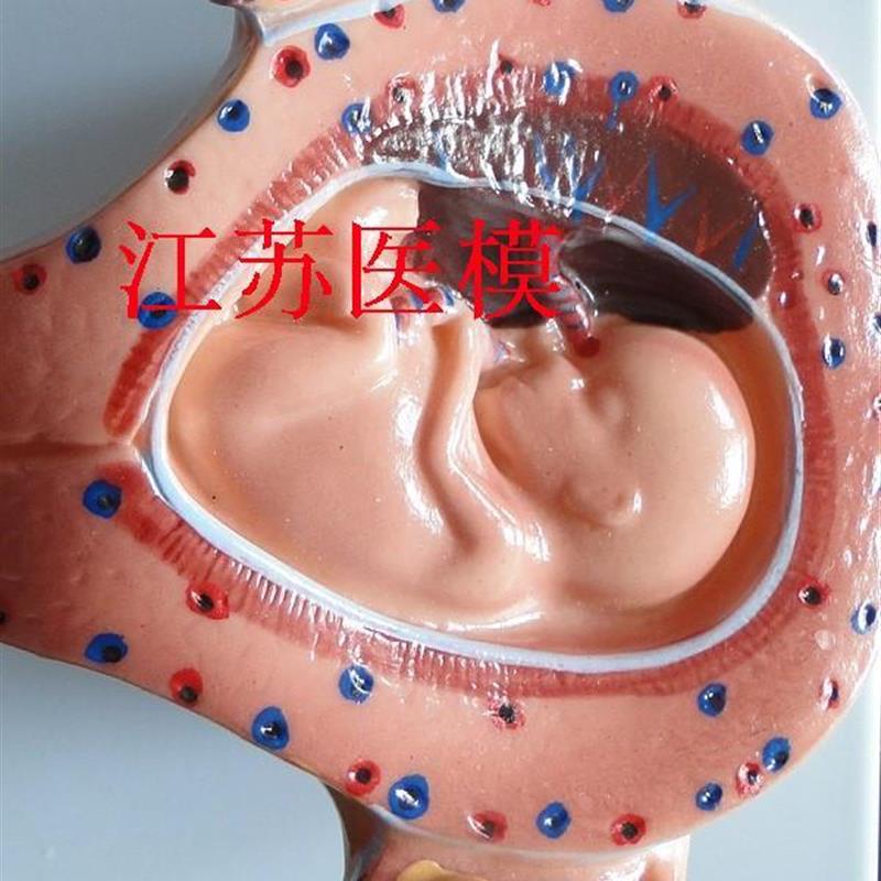 胎儿妊娠发育过程模型/怀孕胎儿模型/L妊娠胚胎模型(8件)