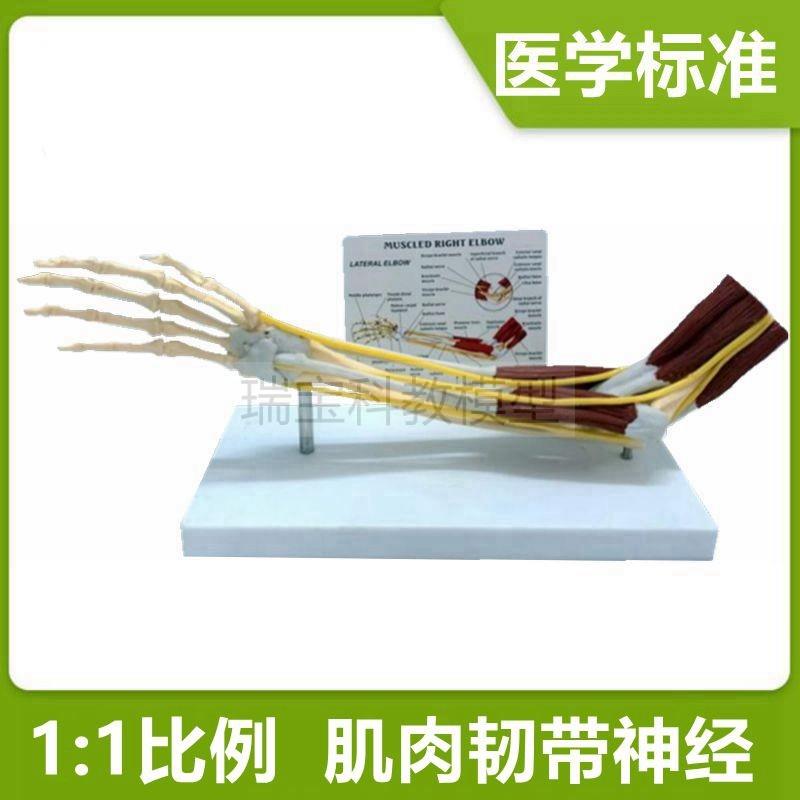 上肢骨骼关节肌肉模o型肘关节神经手骨肌腱韧带康复医用人体肩关