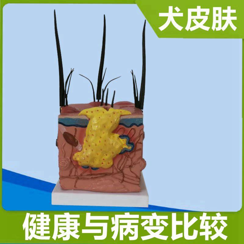 狗皮肤模型e毛发皮下组织仿真塑胶皮肤结构虫子叮咬病理犬科兽医